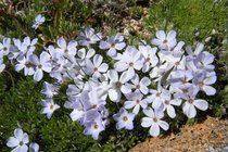 colorado_flowers-rmnp-and-indian-peaks_alpine-phlox_1