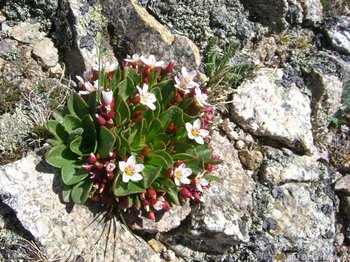 alpine spring beauty blooming on Mount Audubon, Indian Peaks, Colorado