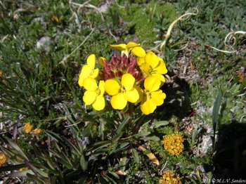 Alpine version of the western wallflower growing on the tundra