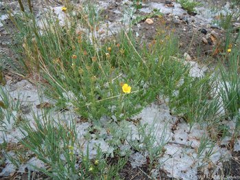 Blooming alpine avens after a summer hail storm