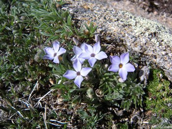 small group of alpine phlox white to light blue flowers