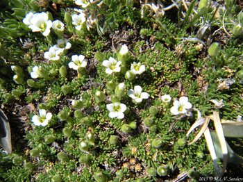alpine sandwort, Minuartia obtusiloba, on the tundra in Rocky Mountain National Park
