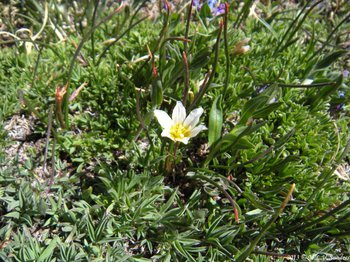 white flower of an Alplily mixed in with other tundra plants