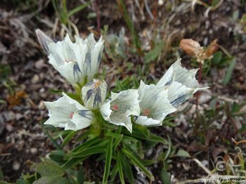 Looking down on an arctic gentian plant with multiple flowers, Indian Peaks, Colorado