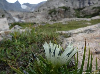 arctic gentian near Tranquil Tarns in the Indian Peaks, Colorado