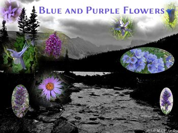 images of blue and purple flowers with background of Rocky Mountain National Park