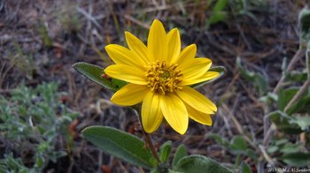 flower of a bush sunflower, Helianthus pumilus,  growing in a dry montane area on the grounds of the YMCA of the Rockies