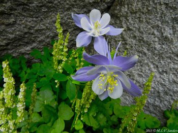 white and blue flowers of the colorado columbine, growing next to a boulder