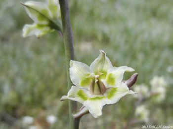 Closeup of mountain deathcamas flower