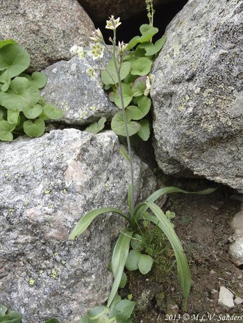 mountain deathcamas with leaves with parallel veins at the base of the