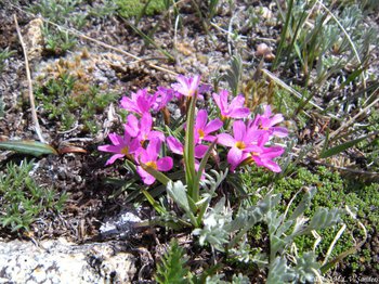 The five pink petals with a yellow eye in the middle indicates an alpine primrose on the tundra.
