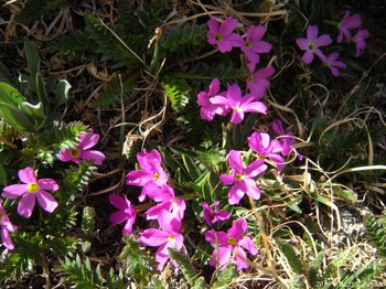 Alpine primrose mixed with other plants on the tundra