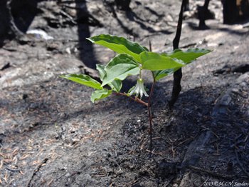 side view of a lone fairybells plant growing in aftermath of the 2012 Fern Lake Fire