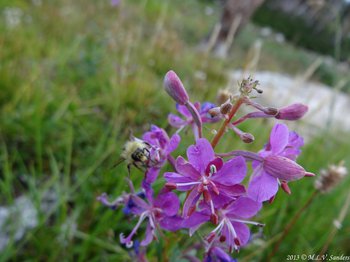 Fireweed with a bumble bee.
