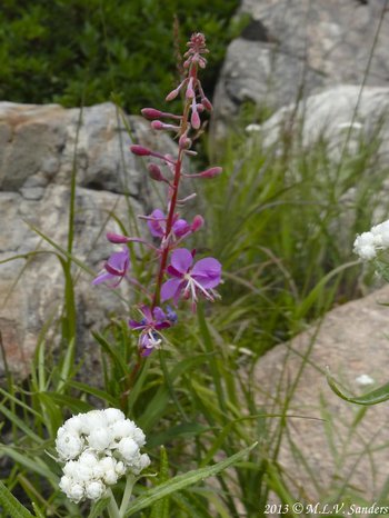 Pink flowers of a fireweed growing where the Bluebird Lake Trail passes through the burn scar of the 1978 Ouzel Fire