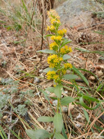A goldenrod plant in Rocky Mountain National Park with relatively thin leaves