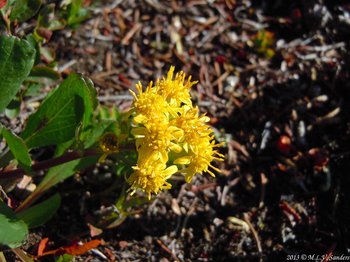 These goldenrod flowers were found on a plant growing low to the ground at Forest Canyon Pass, almost in the tundra