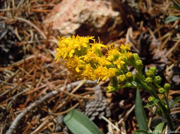 Closeup of the many flowers on a goldenrod plant