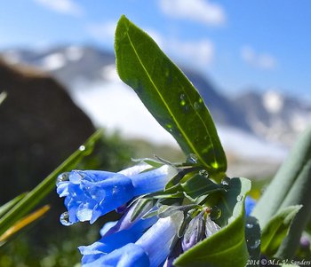 On Trail Ridge Road a flowers of the genus Mertensia  are covered in dew drops