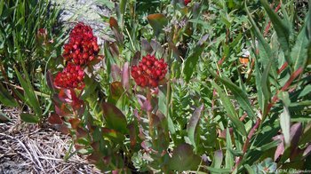 Three blooming kings crowns standing out in front of a thick growth of green and red tundra plants.