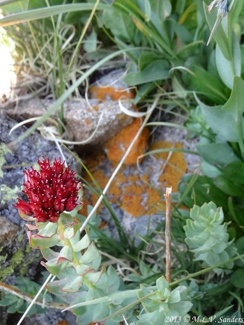 A kings crown flourishing in front of an orange lichen covered rock.