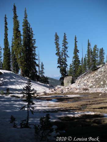 Typical snowbanks found in the area where lanceleaf springbeauties were found