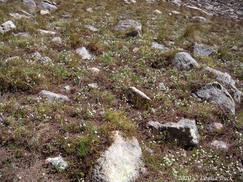 small garden of lanceleaf springbeauties, Rocky Mountain National Park