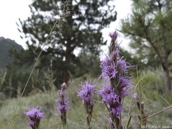On the grounds of the YMCA of the Rockies, kansas gayfeathers are blooming in a fairly dry area of the montane zone.