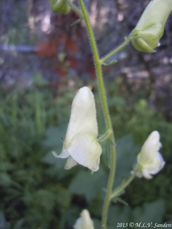 white monkshood flower, Rocky Mountain National Park, Colorado