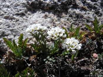Three mountain candytufts growing side by side, Rocky Mountain National Park, Colorado