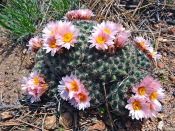 A very large Mountain Ball Cactus blooming in upper Beaver Meadows close to the paved road