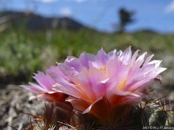 Pink flowers of the mountain ball cactus with yellow pollen scattered about on the petals