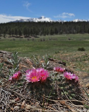 blooming mountain ball cactus growing by a boulder with snow covered Longs Peak and the front range in the background