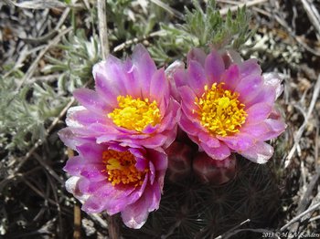 A view looking down on three of the large flowers of a mountain ball cactus which hide most of the cactus ball below