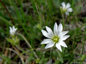 Field Mouse-ear Chickweed, Beaver Meadows, Rocky Mountain National Park,  Colorado