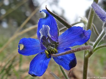 A worn, tattered, but beautiful flower of a larkspur