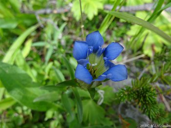 A view looking down into the center of a beautiful blue parry gentian on the trail to Spruce Lake.