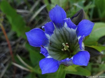 On the trail to Crater Lake, a close-up of a parry gentian showing the dotted and lined whitish-greenish interior
