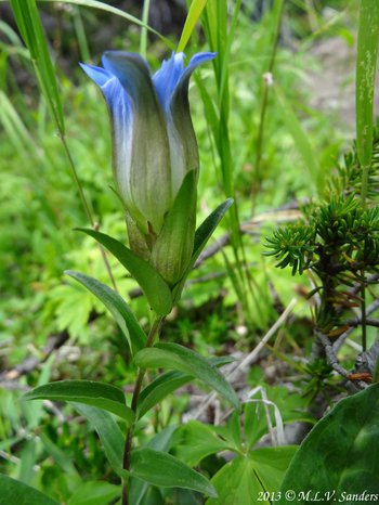 side view of a parry gentian on the trail to Spruce Lake