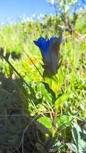 Bright sunlight highlights the leaves of a parry gentian plant at Forest Canyon Pass