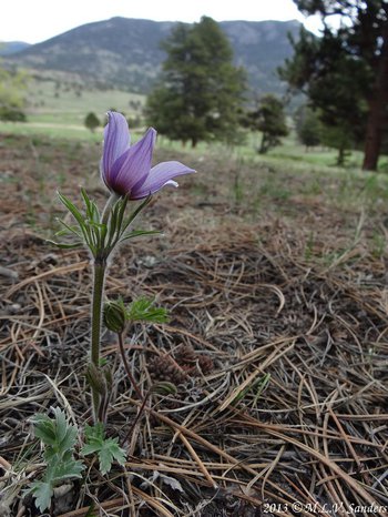 lavender pasque flower growing in the open in a montane zone
