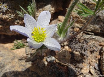 pasque flower, white petals have a bluish hue on the tips and edges. Fine hairs on the stems, Rocky Mountain National Park.