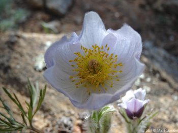 This pasque flower has white petals with a slight lavender hue and a golden middle., Rocky Mountain National Park