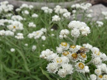 pearly everlasting on the Bluebird Lake Trail, Rocky Mountain National Park, Colorado