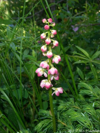 Flowers along the lone vertical stem of a pink pyrola growing in a lush area of Rocky Mountain National Park