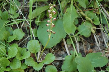 Pink pyrola with finished dried flowers is on the forest floor. Notice the two round leaves at the bottom of the plant.