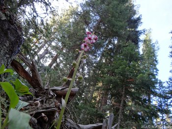 This unusual view is looking up at the flowers of the pink pyrola. The white color on the flower petals can be seen.