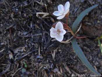 Pink springbeauty plant, Claytonia rosea, with two flowers near Cub Lake