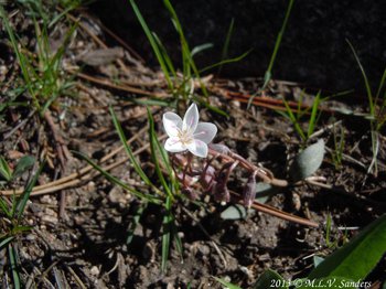 Pink Springbeauty, Claytonia rosea, with blooming flower and multiple buds, near Cub Lake