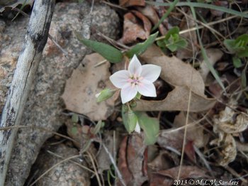 Pink springbeauty, Claytonia rosea, on the Fern Lake Trail, with noticeable purple highlighting the veins on its petals